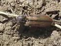 Pristilophus semivittatus - photo 2