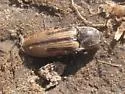 Pristilophus semivittatus - photo 3