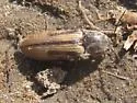 Pristilophus semivittatus - photo 4