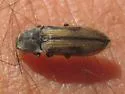 Pristilophus semivittatus - photo 5