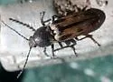 Pristilophus sexguttatus
