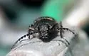 Pristilophus sexguttatus - photo 2