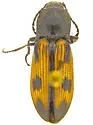 Pristilophus sexguttatus - photo 3