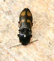 Pristilophus suckleyi