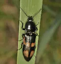 Pristilophus suckleyi - photo 2