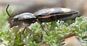 Pristilophus suckleyi - photo 3