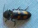 Pristilophus suckleyi - photo 4