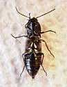 Pristilophus suckleyi - photo 5
