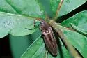 Pristilophus trivittatus - Pristilophus trivittatus