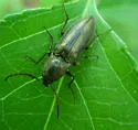 Pristilophus trivittatus - photo 2