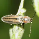 Pristilophus trivittatus - photo 3