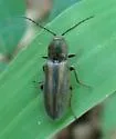 Pristilophus trivittatus - photo 5