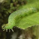 Pristiphora appendiculata - photo 4