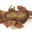Pristiphora appendiculata - photo 5