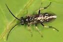 Pristiphora banksi