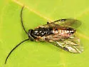 Pristiphora cincta