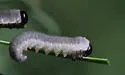 Larch Sawfly - photo 2