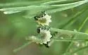 Larch Sawfly - photo 3
