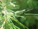 Larch Sawfly - photo 4