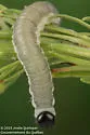 Larch Sawfly - photo 5