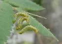 Mountain Ash Sawfly