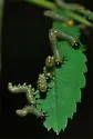 Mountain Ash Sawfly - photo 2