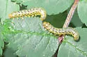 Mountain Ash Sawfly - photo 4