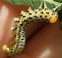 Mountain Ash Sawfly - photo 5