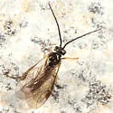 Pristiphora litura
