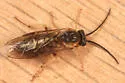 Pristiphora mollis - Pristiphora mollis