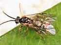 Pristiphora mollis - photo 4