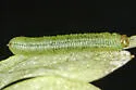 Columbine Sawfly - photo 4