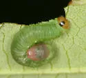 Pristiphora siskiyouensis - Pristiphora siskiyouensis