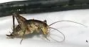 Pristoceuthophilus arizonae - photo 2