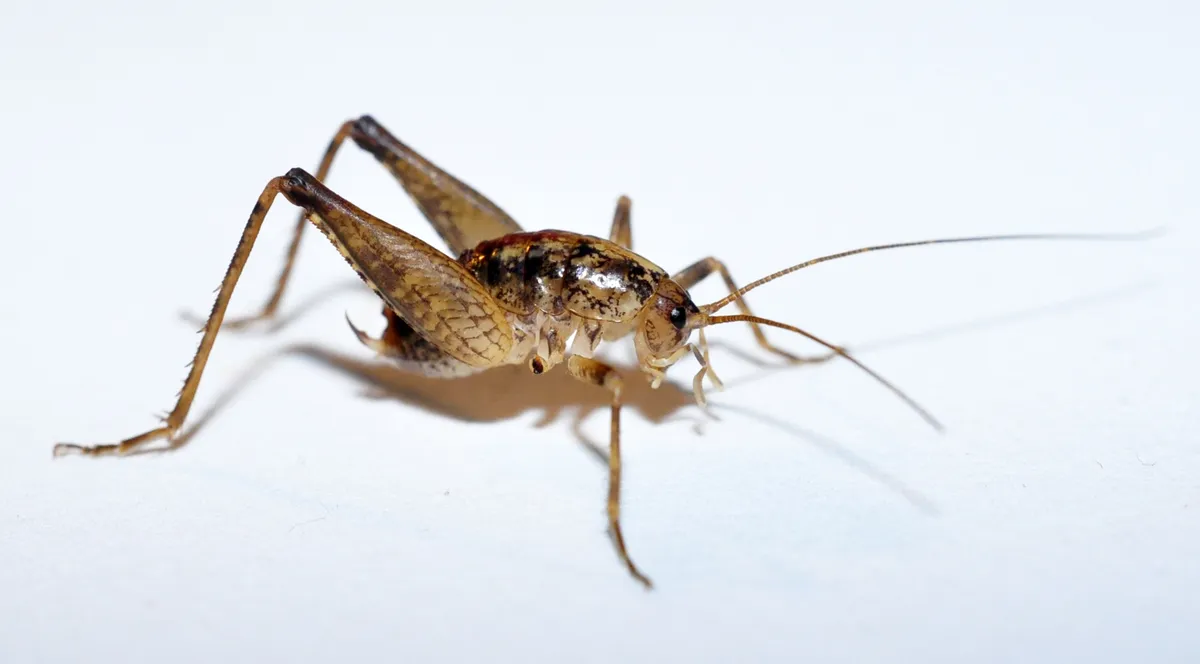 Pristoceuthophilus celatus