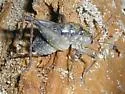 Pristoceuthophilus cercalis