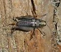 Pristoceuthophilus cercalis - photo 2