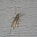 Pristoceuthophilus cercalis - photo 4