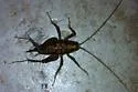 Pristoceuthophilus cercalis - photo 5