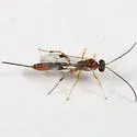 Pristomerus euryptychiae