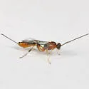 Pristomerus euryptychiae - photo 2