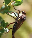 Pritchardomyia vespoides