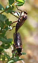 Pritchardomyia vespoides - photo 2