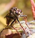 Pritchardomyia vespoides - photo 3