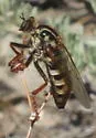 Pritchardomyia vespoides - photo 4