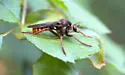 Pritchardomyia vespoides - photo 5