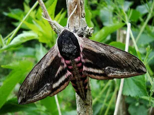 Privet Hawk-moth