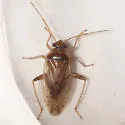 Proba californica