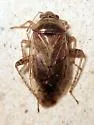 Proba californica - photo 4