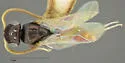 Probethylus callani - Probethylus callani